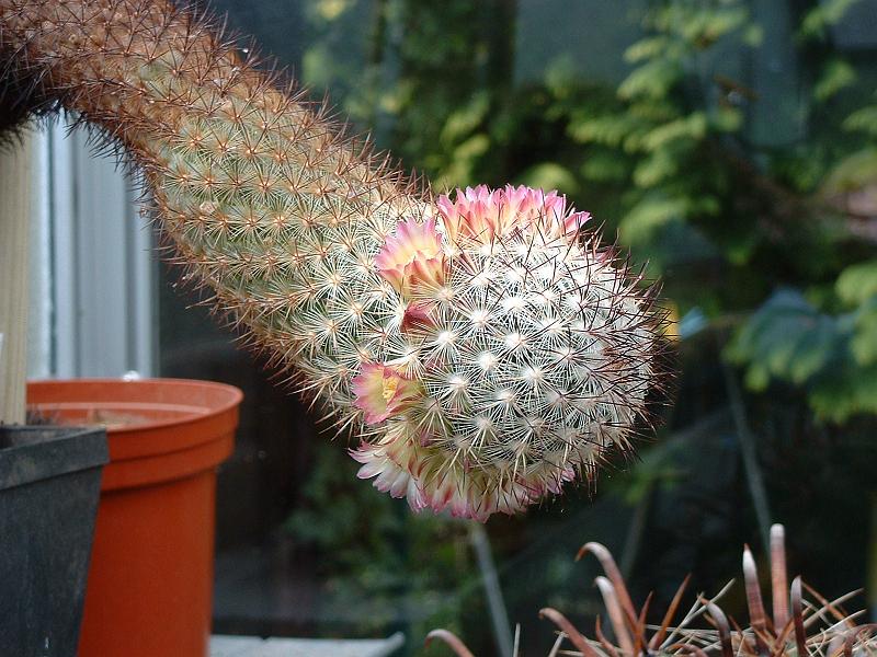 Mammillaria microhelia var.droegeana.JPG